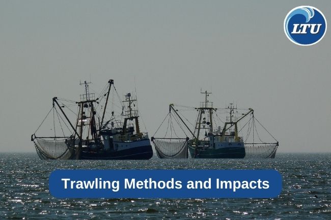 Trawling Methods and Impacts